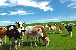 供應冷凍豬肉、牛肉、羊肉雜