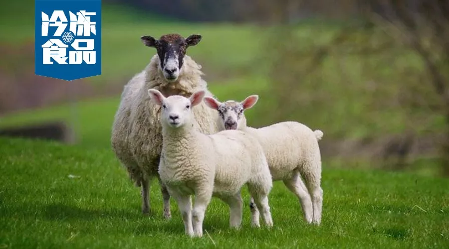 大咖年終講 | 蒙羊總裁曹旭升，肉羊產業升級，未來將有多寡頭出現！