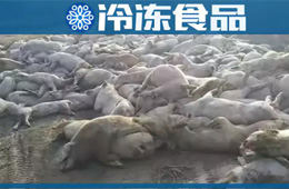 農(nóng)業(yè)農(nóng)村部通報(bào)河北首例非洲豬瘟疫情！“豬”又告急，“肉”更難安！