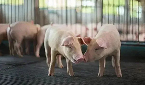 豬企3月出欄量大增，第三輪豬肉收儲完成，豬價繼續探底？