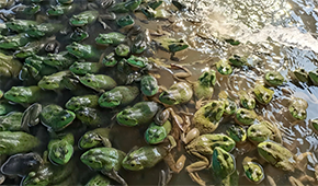 原料價格持續上漲，今年牛蛙市場要“?！逼饋恚?/>
                </div>
                <div   id=