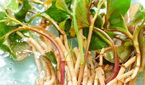 香菜面、折耳根拌面、辣條拌面…揭秘白象“瘋感”產品的設計故事