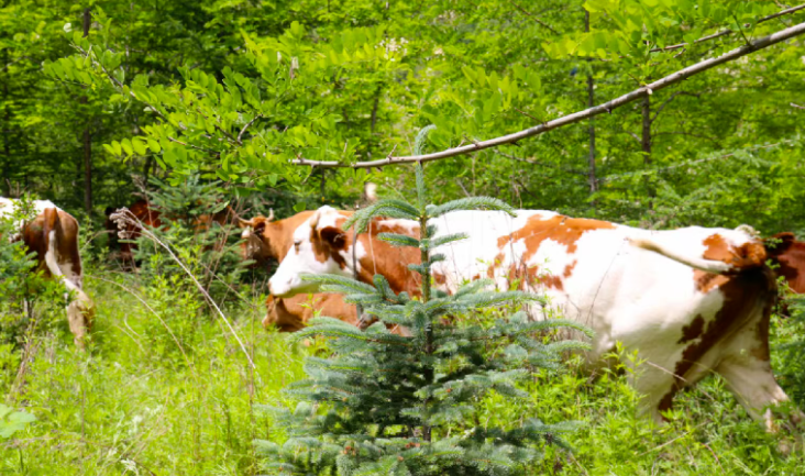 中國(guó)對(duì)進(jìn)口牛肉實(shí)施三年保障措施，將會(huì)影響哪些行業(yè)？