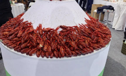 此龍蝦大熱，彼龍蝦還能不能翻紅？